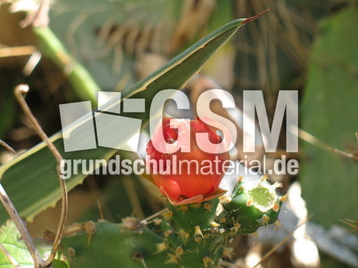 Kaktusblüte 001.jpg